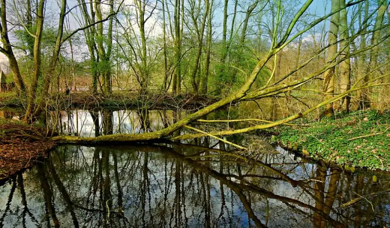 Emergency Roof Repair from fallen trees in Newcastle